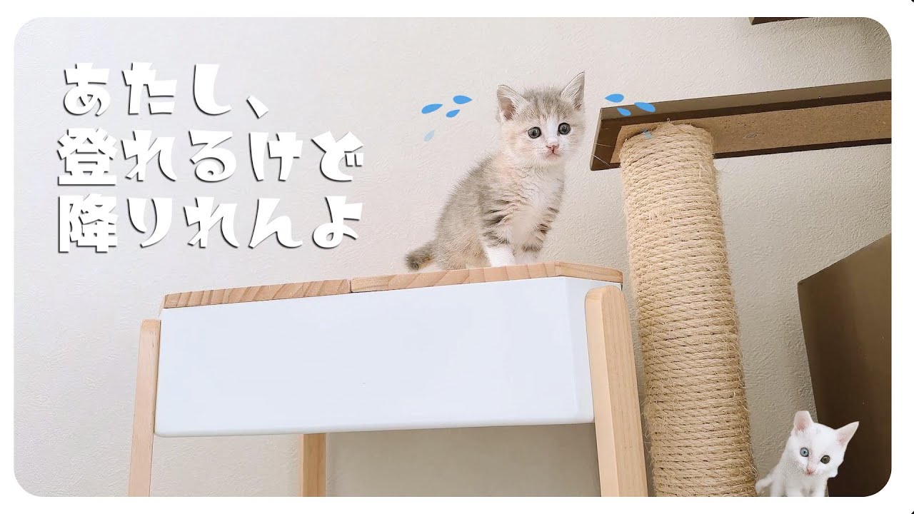 子猫の離乳食のあと、やさしすぎるパンチの応酬がかわいすぎた【保護猫生活40日目】