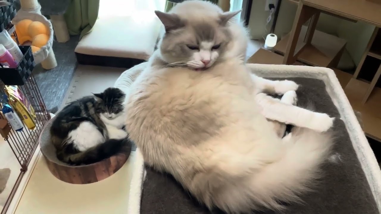 のんびりグルーミングする猫【ラグドールメインクーン】ある日の猫c277