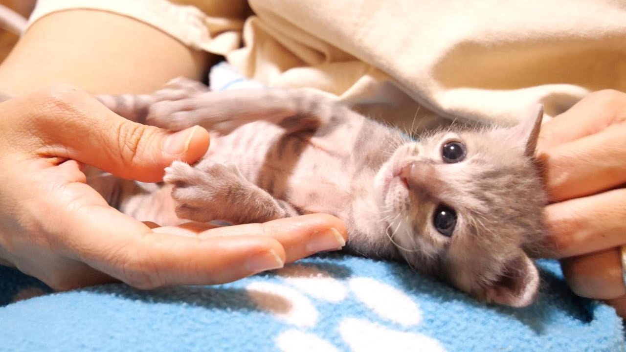 お腹いっぱいで幸せそうな子猫がママに抱っこされてうっとりうっとり【赤ちゃん猫　保護猫】