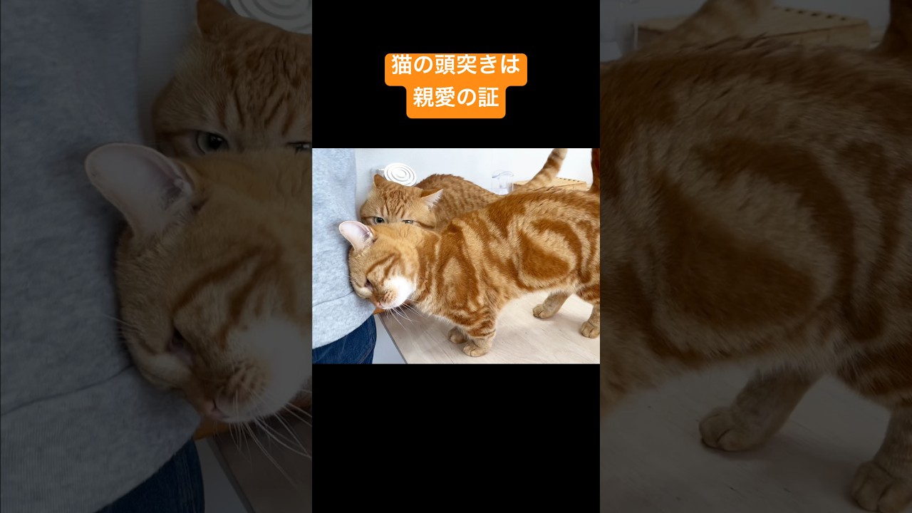 猫の頭突きは大好きの表現だけど... #猫 #マンチカン #shorts