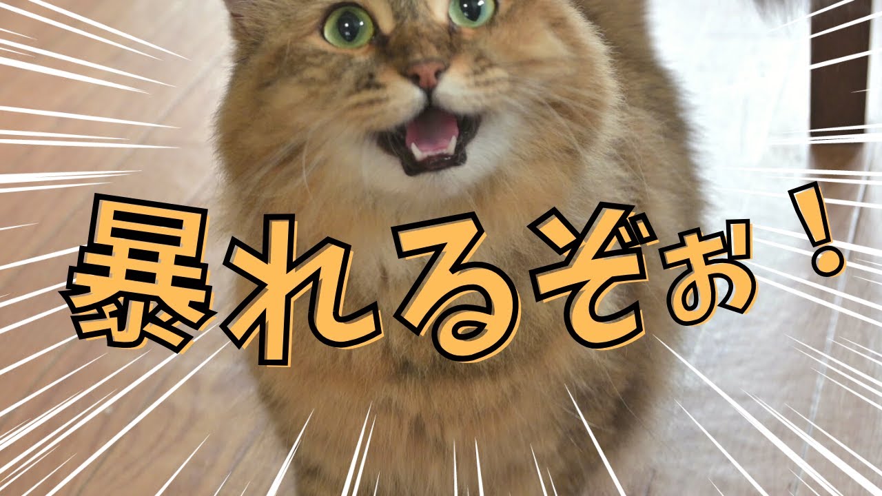毎日暴れたくなる猫たち【サイベリアン・親子】