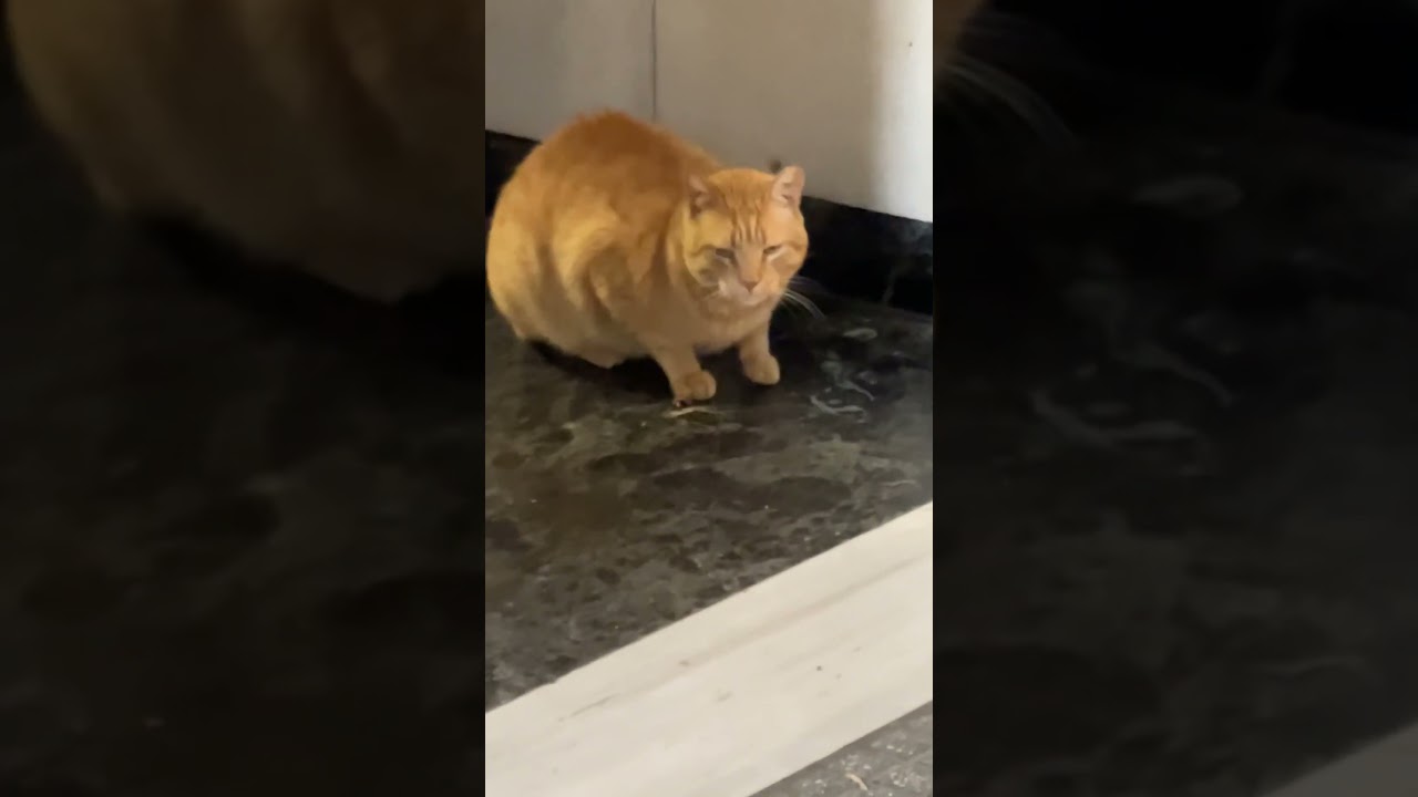 This cute  brown cat rests in  a hall of a building and she feels a bit  scared #shortcat