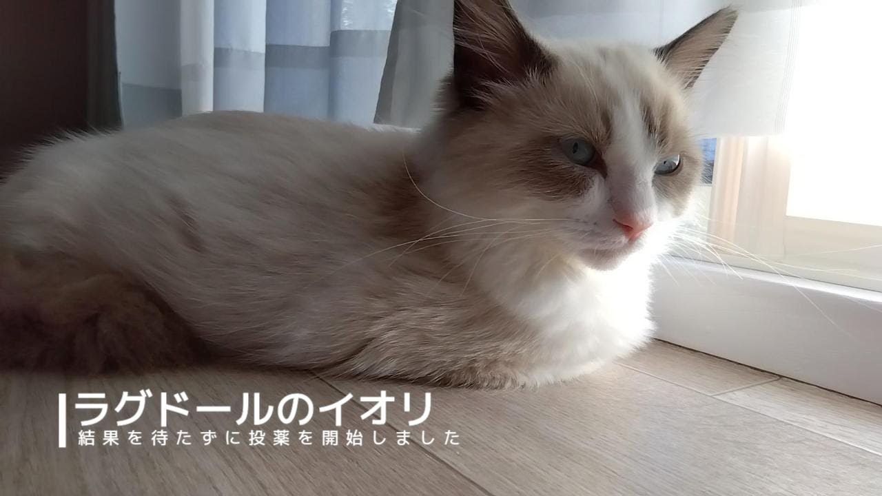 【ラグドール】FIP結果を待たずに治療を開始しました