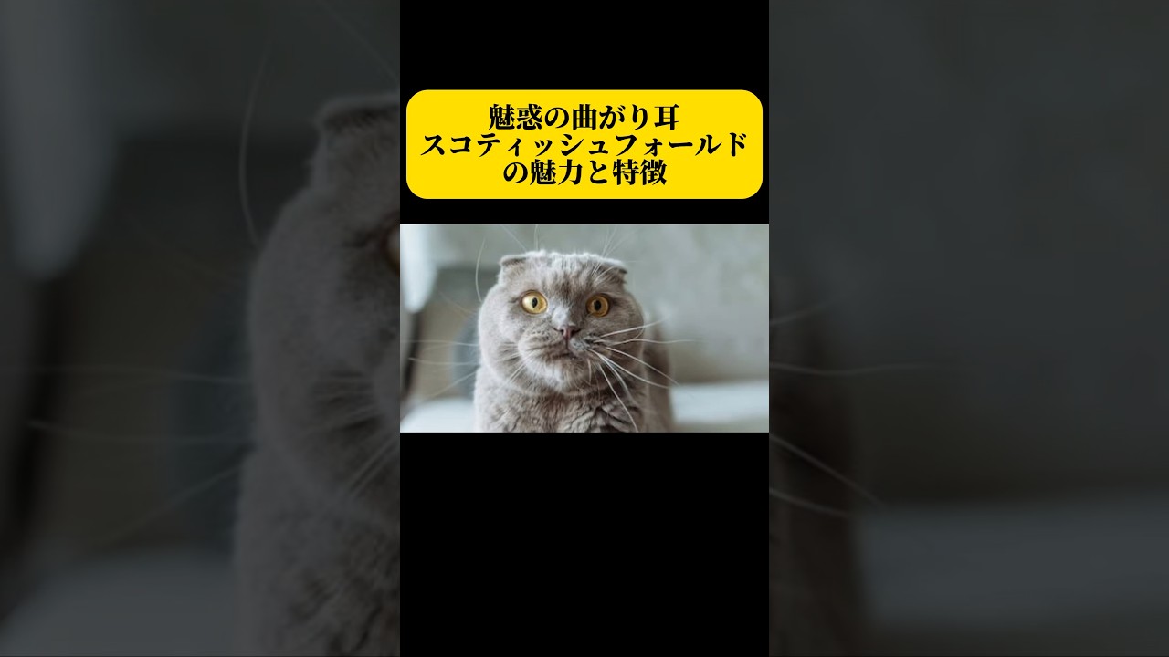 日本で人気No.1！スコティッシュフォールドの特徴と魅力