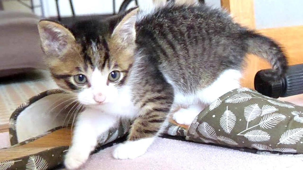 おしりふりふりからの猛ダッシュがかわいい子猫がこちらです【赤ちゃん猫　保護猫】