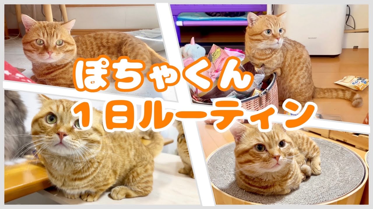 ぽちゃくんの１日ルーティン #猫 #マンチカン