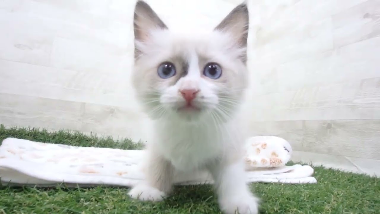 Coo&RIKU　No00657549 ラグドール