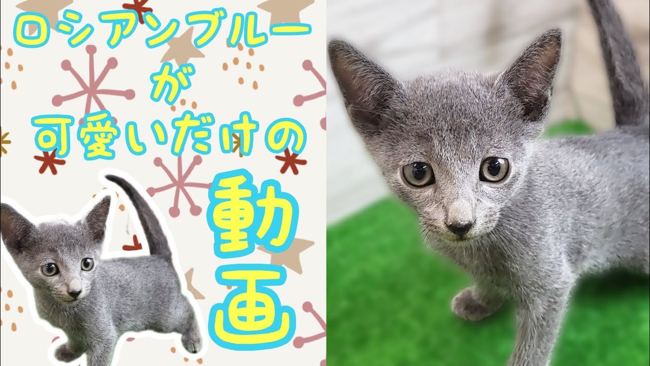 ロシアンブルー・仔猫【府中四谷店】
