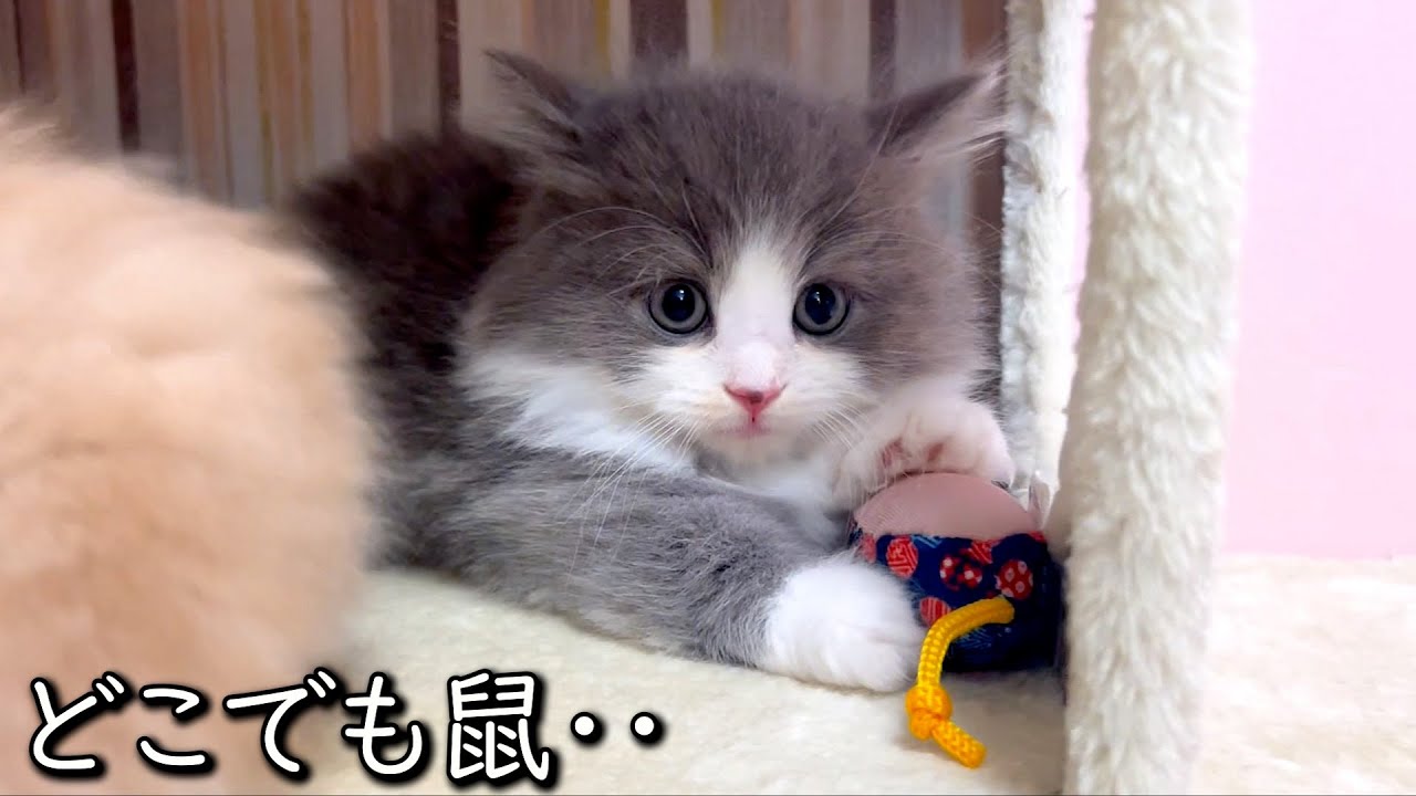 【マンチカンの子猫】ネズミさえあれば何処でも平気な子猫がたくましい件 ∼猫のいる生活Vol.858~ 出産動画 マンチカン短足・ミヌエット・ペルシャ猫専門ブリーダー『ペット蔵人』【子猫の成長記録】