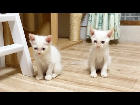 寝起きでぼーっとしている子猫たち