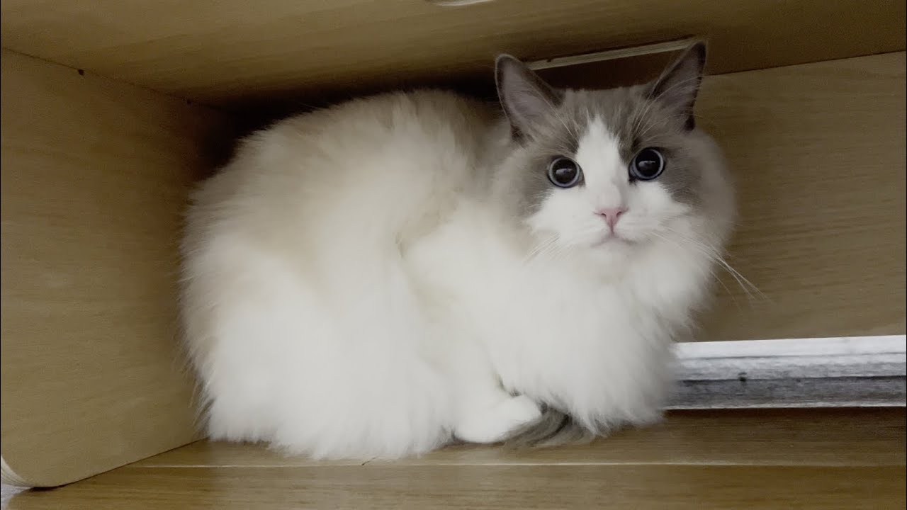 初めて新居にやってきたラグドール猫がビビりすぎてこうなっちゃいました。