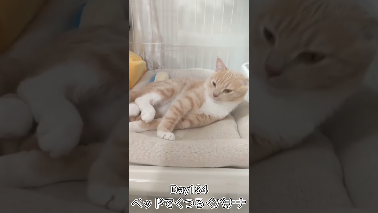 ベッドでくつろぐバナナ #shorts #猫 #子猫 【マンチカン×サイベリアン】