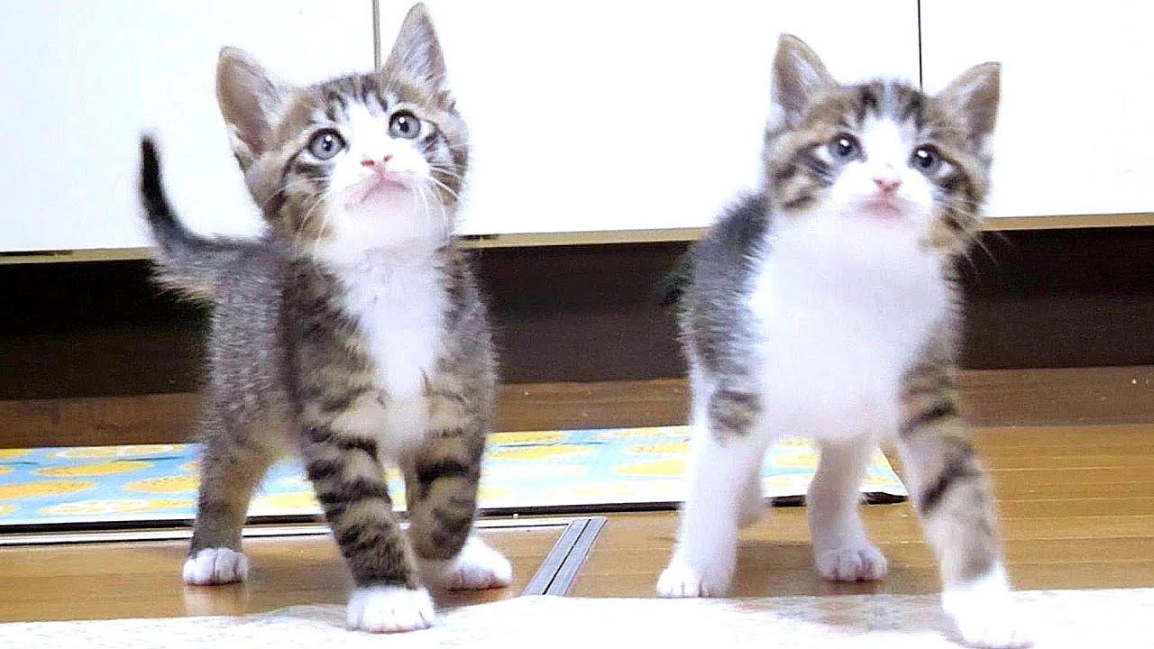 子猫を誘導したらこんな顔でトコトコと付いてきました【赤ちゃん猫　保護猫】