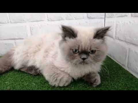 Coo&RIKU　No522620　ヒマラヤン