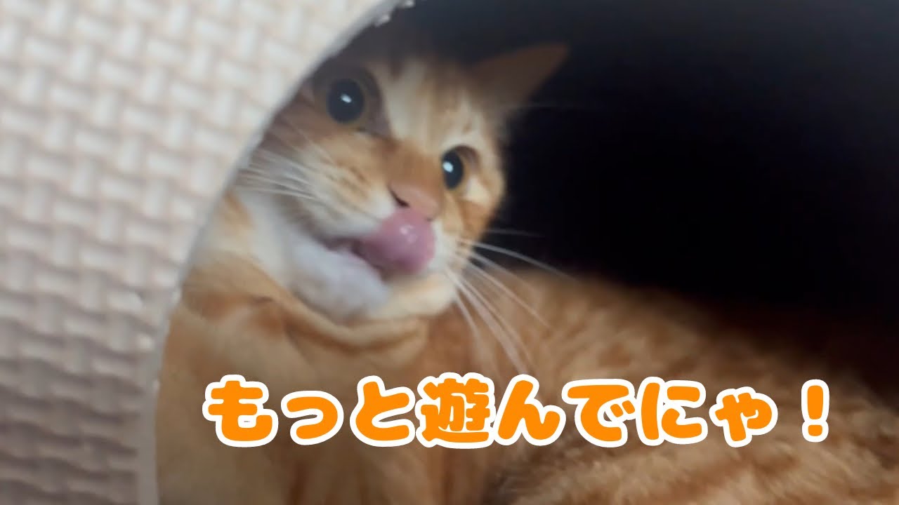 【保護猫】飼い主が1人いなくてご立腹になってる子猫がこちらですwww
