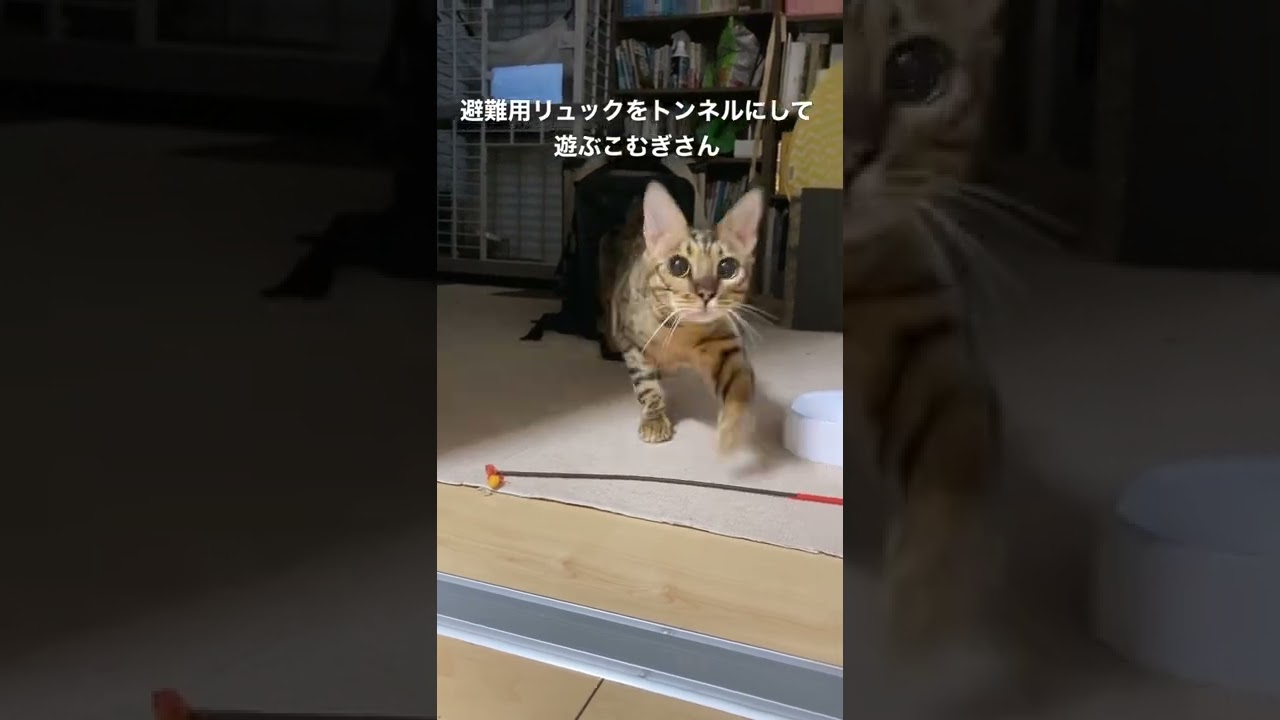 ハマれば何度でも #こむぎ #ベンガル #ベンガル猫