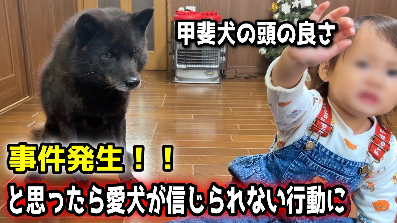 【頭良すぎ】事件発生！と思ったら愛犬が信じられない行動に【甲斐犬一休と猫のしずく】