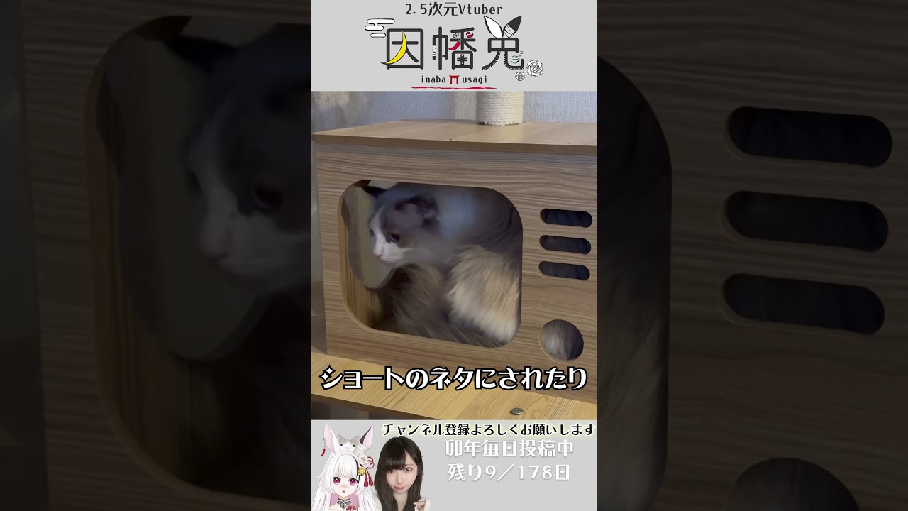重要な御報せ｜ラグドール♂3歳 ～卯年終了まであと9日～ #shorts #vtuber #女性実況者 #兎と猫の生活 #cat #猫のいる暮らし