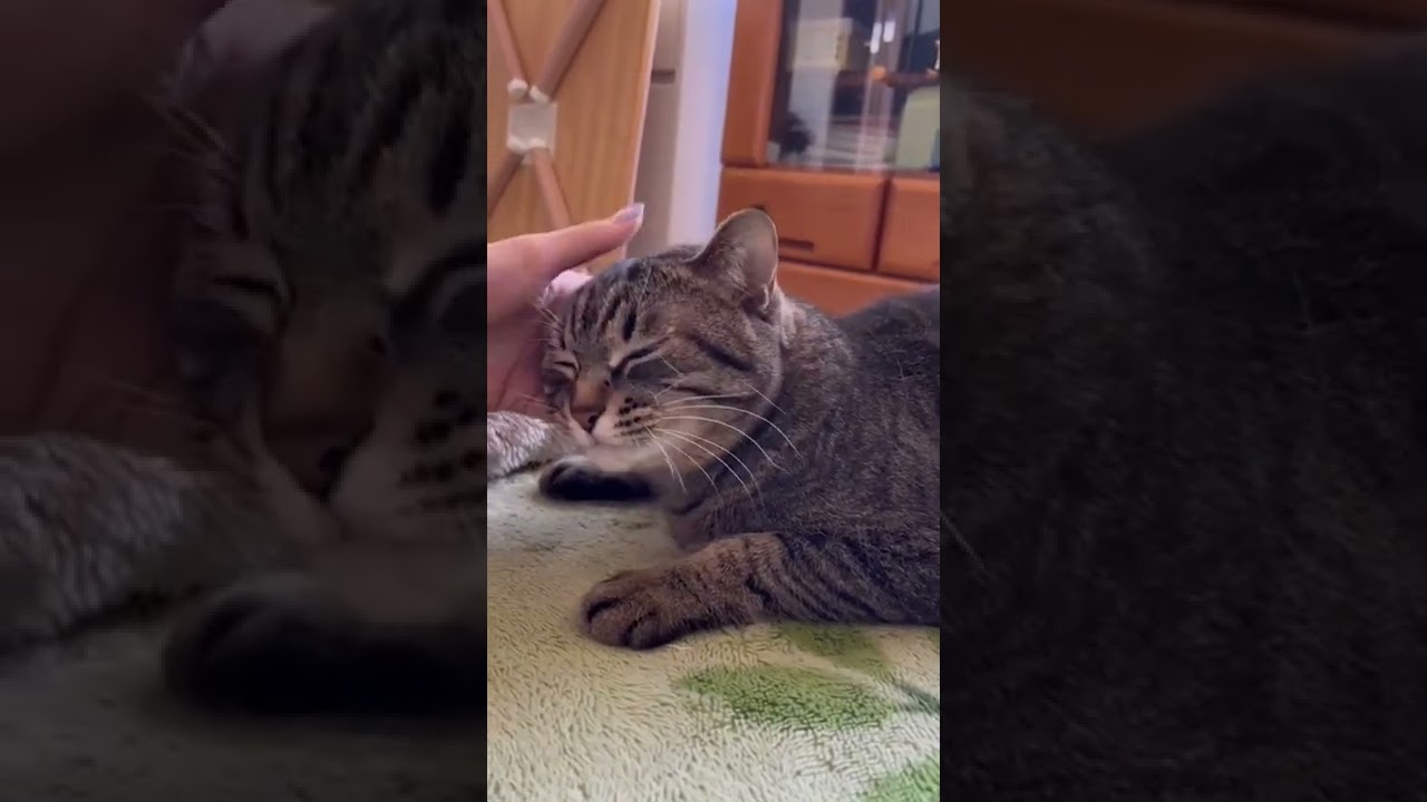 撫でられるとお喋りな猫