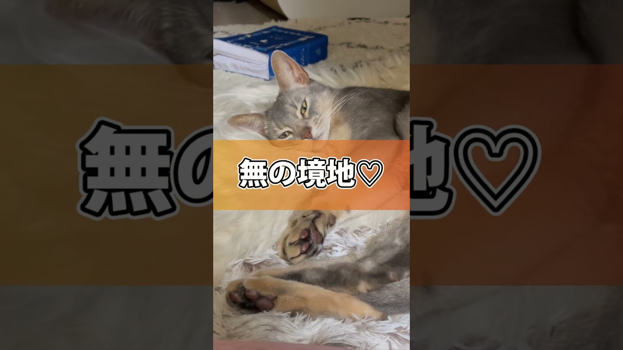 もふもふで寝ちゃううちの猫さん #shorts #猫 #アビシニアン