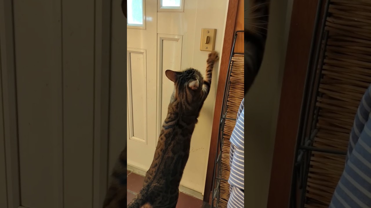 外に出たい猫 #cat #ベンガル #ねこ #猫のいる暮らし #めんちゃん