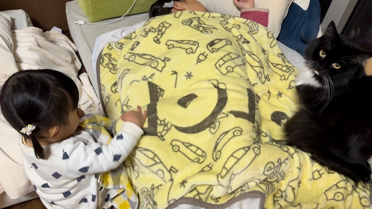 寝ている子の隣に来る猫　ノルウェージャンフォレストキャット　ラガマフィンA cat comes next to a sleeping child. Norwegian Forest Cat.