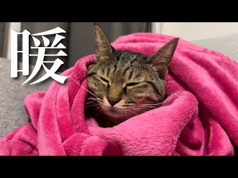 うちで唯一の短毛猫が冬の寒さでこうなりました...