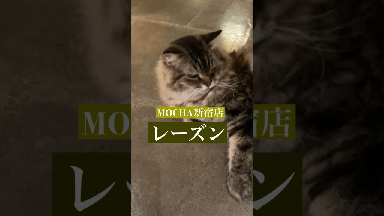 今日の猫カフェにゃんこ　🐱レーズン🐱　(スクーカム♂)　#猫カフェモカラウンジ新宿店　2023/8/14撮影　#cat　#ねこ 　#にゃんこ　#ねこカフェ