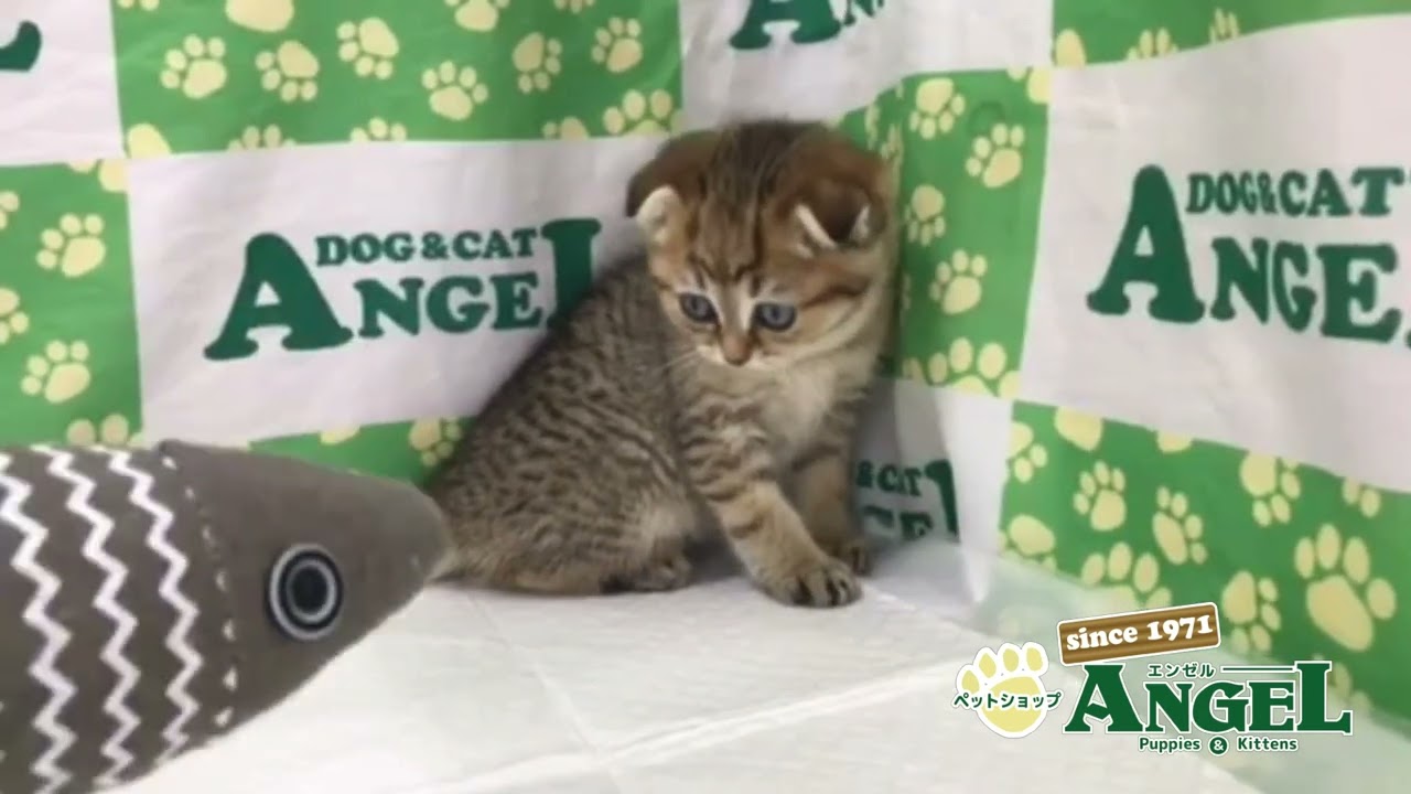 スコティッシュフォールド 2312115 【ペットショップエンゼル　子犬・子猫販売】