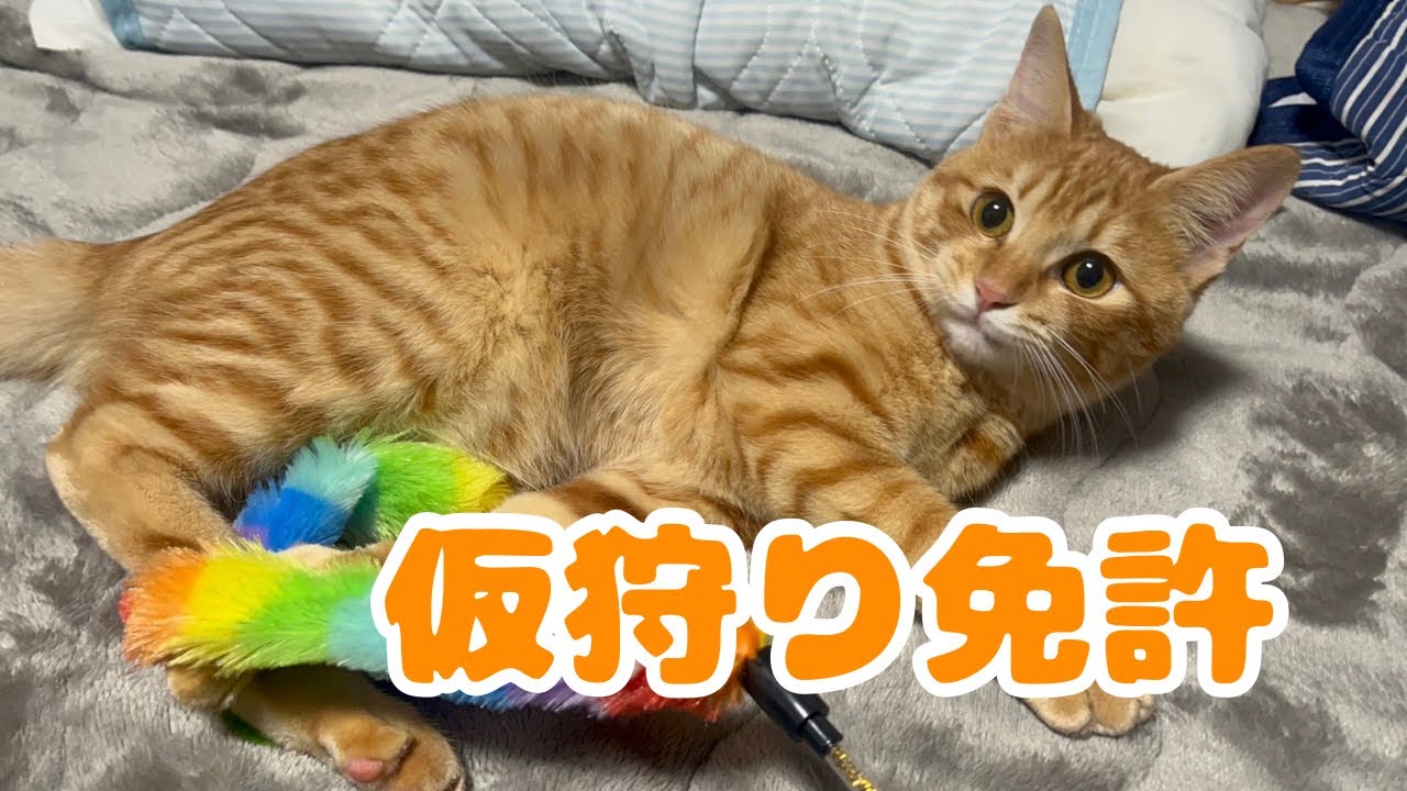 【保護猫】狩りの仕方を忘れた子猫がかわいすぎましたwww