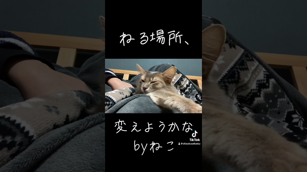 #cat #ソマリ #猫 #効果音