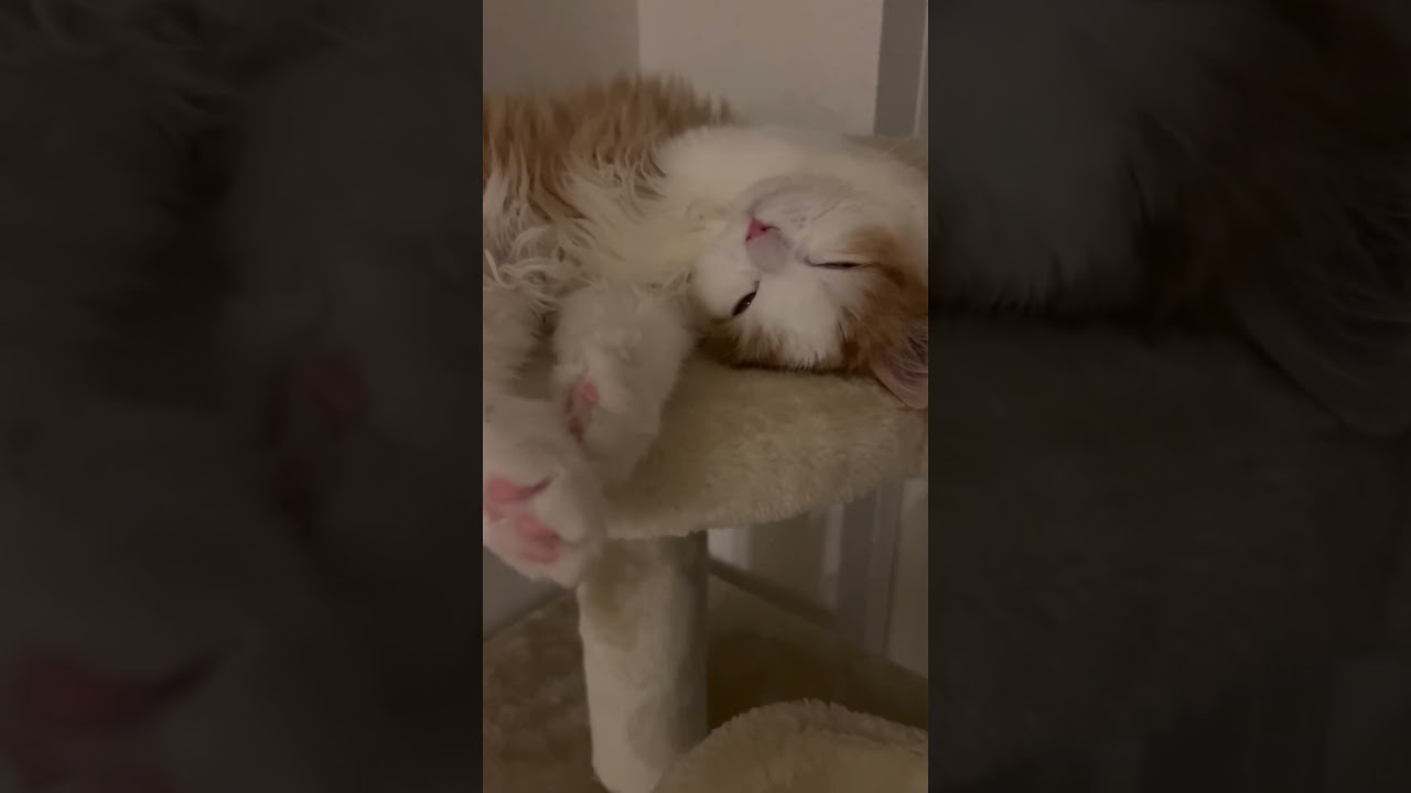 眠いねる　#cat #ラガマフィン #ragamuffin #ねこ #猫