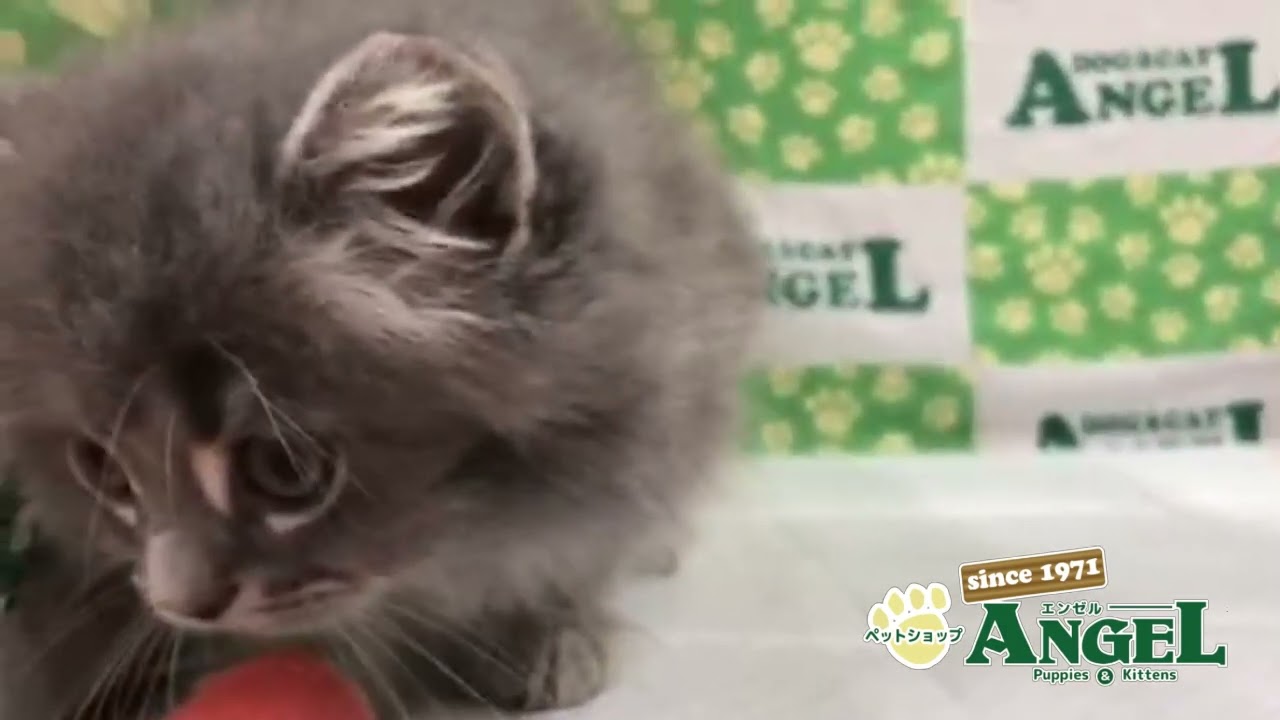 サイベリアン 2312071 【ペットショップエンゼル　子犬・子猫販売】