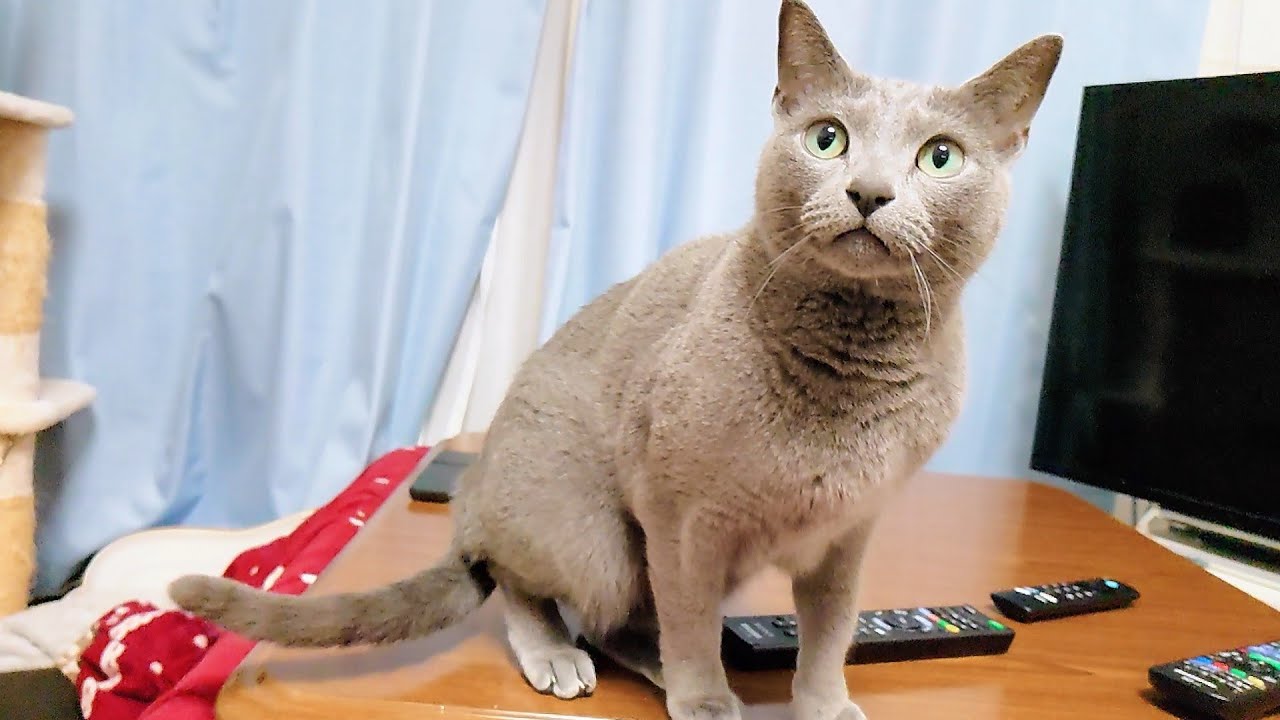 【猫動画】コタツを独り占めしたいツンデレロシアンブルー【russianbule】Tsundere Russian Blue who wants to monopolize the kotatsu