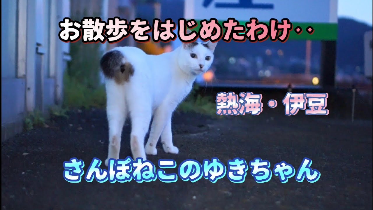 【さんぽねこのゆきちゃん】国道135号の散歩猫│ゆきちゃん！行方不明になる│４年前の冬にゆきちゃんが行方不明になったお話しの続き｜ジャパニーズ・ボブテイル｜熱海｜伊豆｜南熱海｜日本猫｜三毛猫｜猫散歩