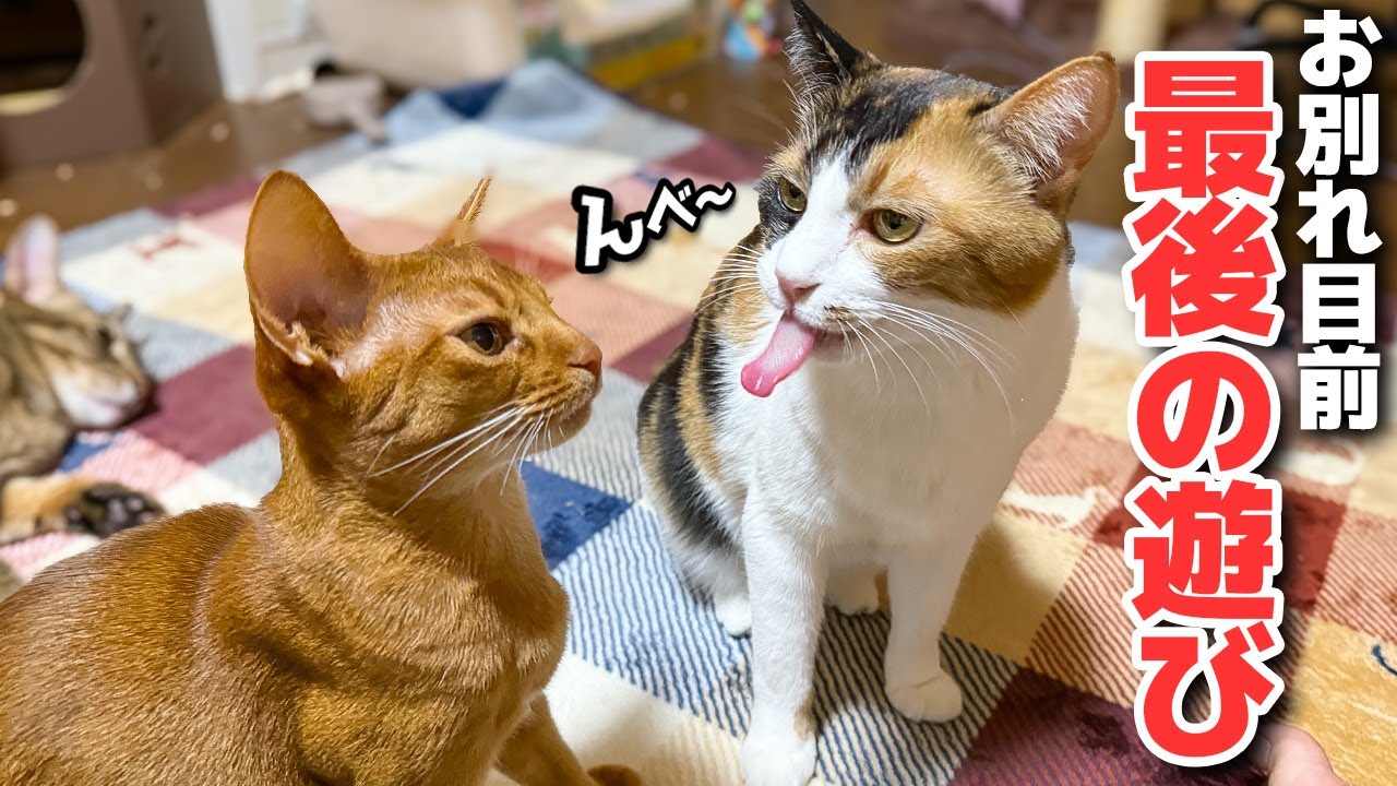 信じられないくらい仲良くなった子猫たちがついにお別れするときがやってきました…