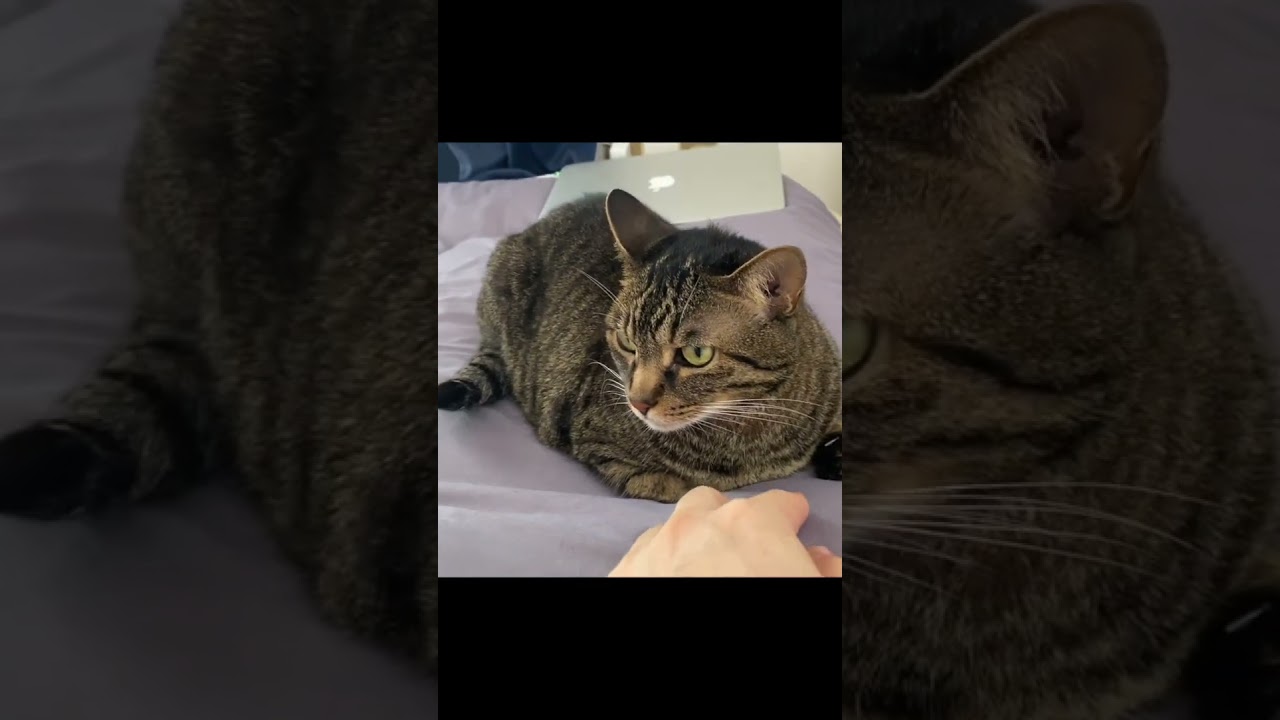凶暴猫の肉球を触ろうとした結果...