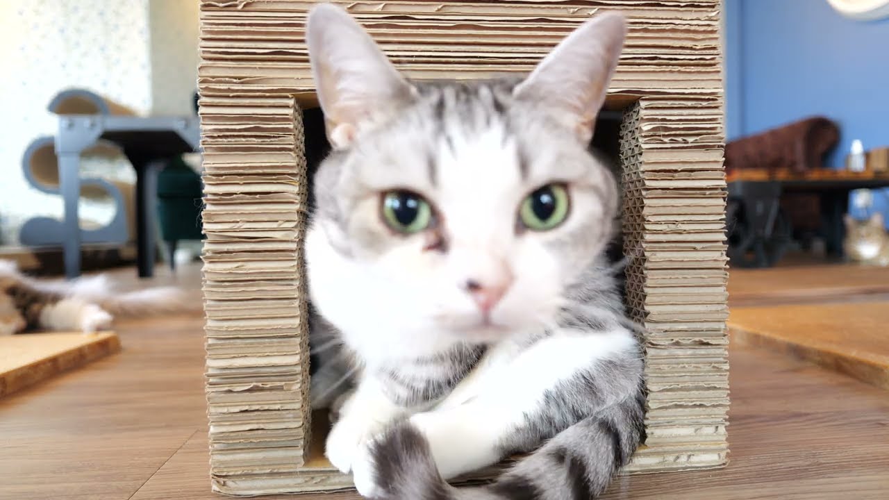 マンチカンのルナくん