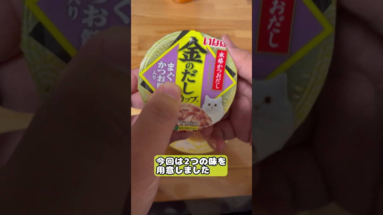 【猫】祝300人記念！ありがとうございます！ #cat #kawaii #ベンガル #ロシアンブルー