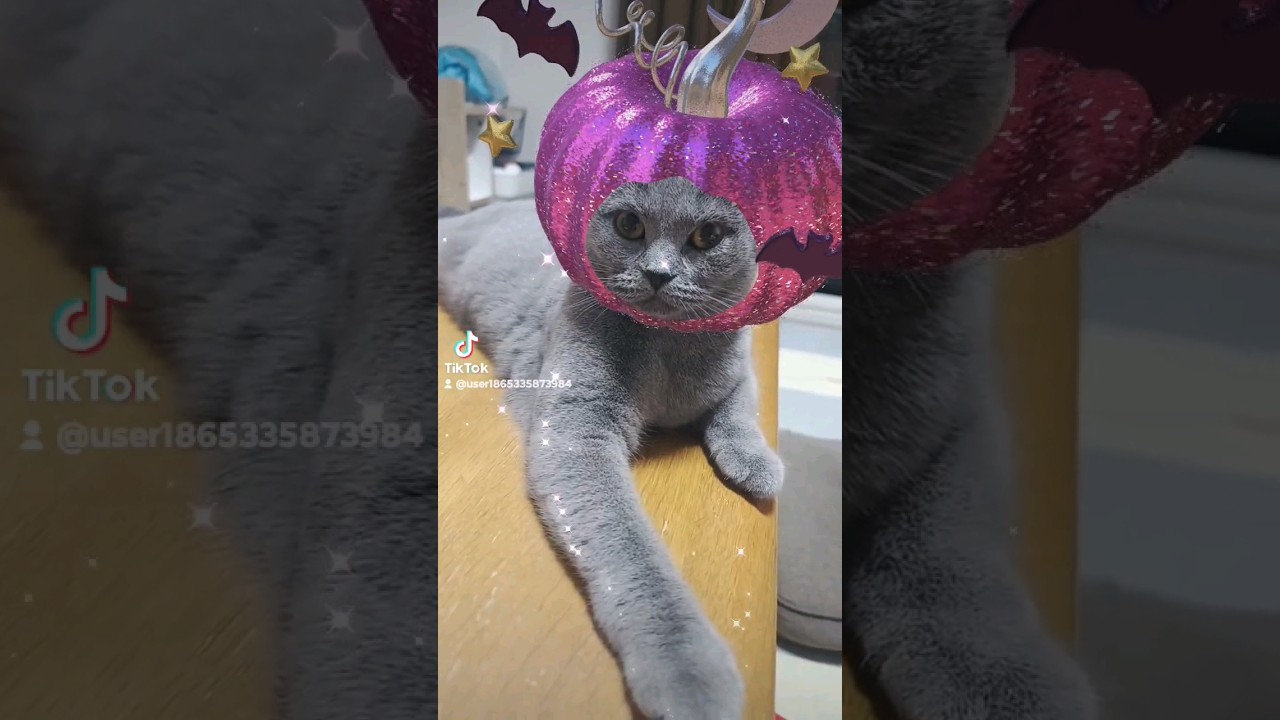 ハロウィンで仮装するシャルトリューのこてつ(Chartreux kotetsu dressed up for Halloween)