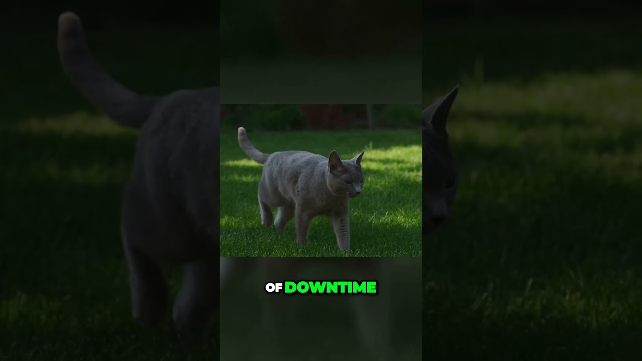 The Russian Blue  Your Independent, Loving Feline BFF !  #shorts  #russianbluecats