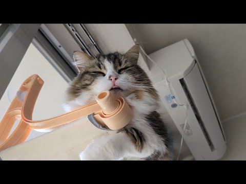 ハンモックで日向ぼっこする愛猫を下から見たら可愛すぎたｗ