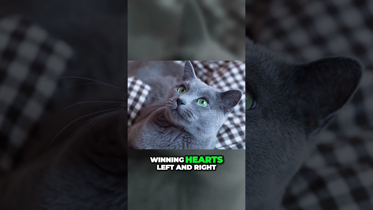 Unveiling the Captivating History and Hidden Talents of the Russian Blue #shorts #russianbluecats