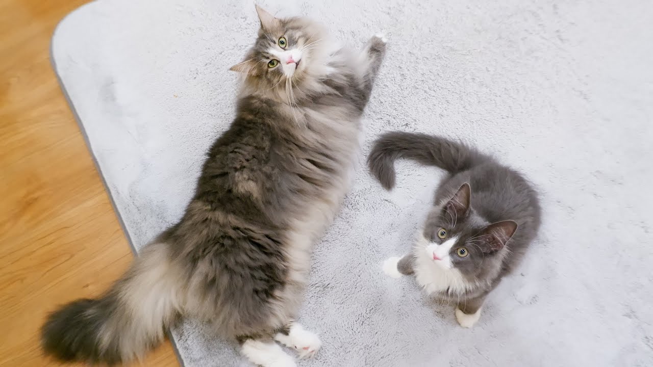 【ケージなし対面】元気なふたりを対面させたら、全然元気じゃなかったwww仔猫ターキッシュアンゴラとノルウェージャンフォレストキャット