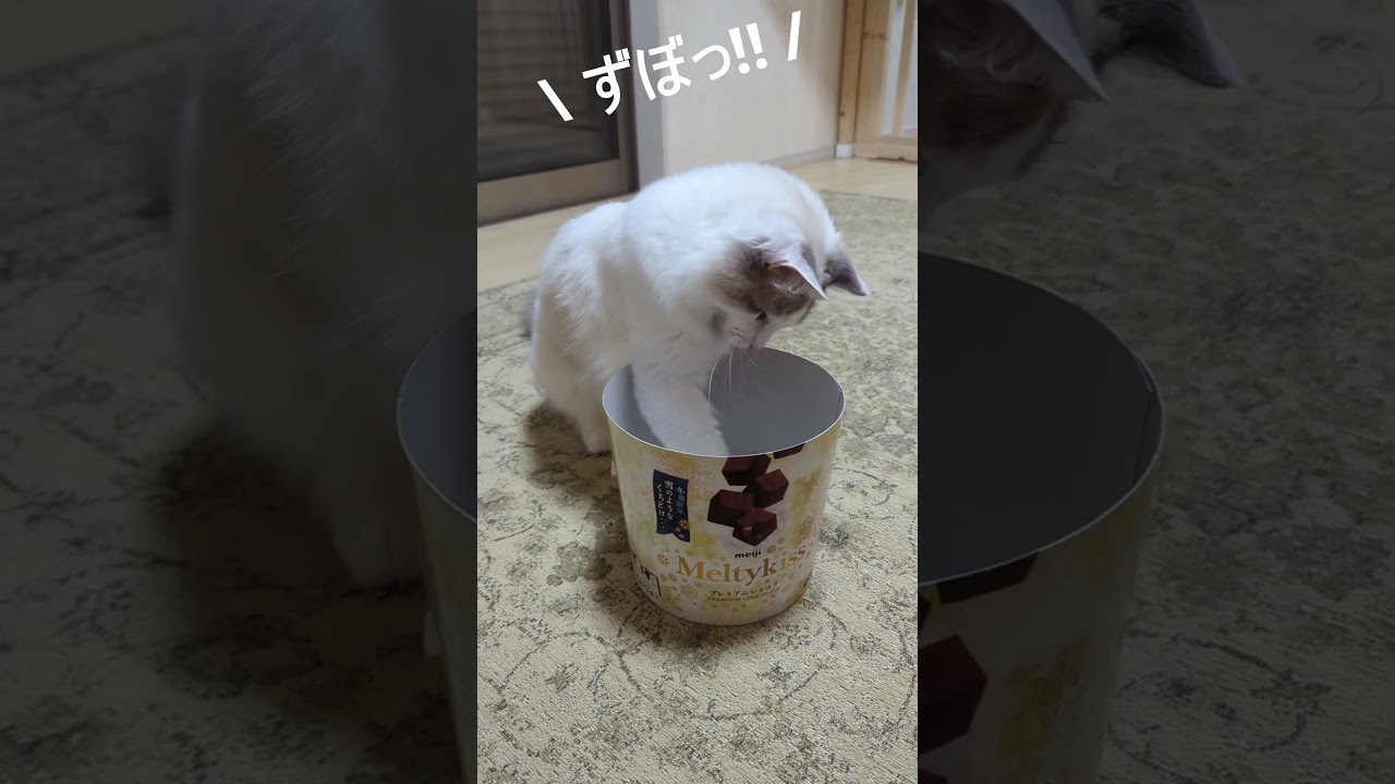 メルティーキッスの箱で遊ぶ子猫 #ragdoll #kitty #ラグドール #ねこ#ブルーポイントバイカラー #おもしろ #MeltyKiss #meiji