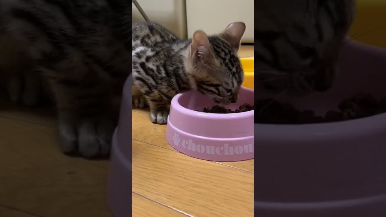 ベンガル子猫　ひたすらカリカリを食べる#bengalcat #kitten