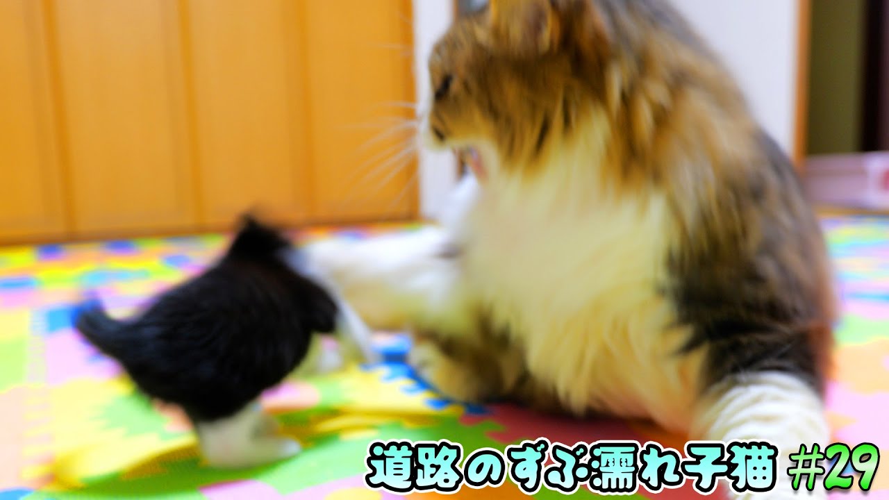 一線を越えた子猫をボス猫親分が鉄拳制裁‼それでも子猫達は懲りる事なく‥【道路のずぶ濡れ子猫 #29】