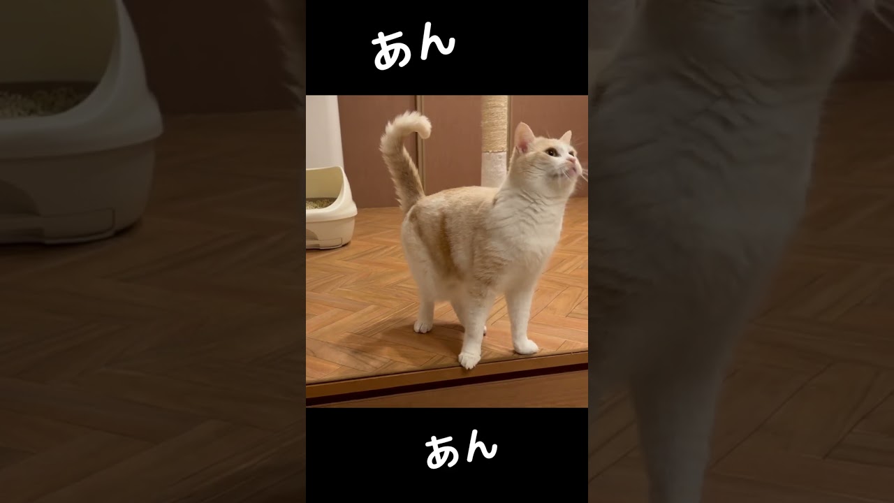 犬のように鳴く猫！ #shorts #猫 #cat #鳴き声 #もこもこ #癒やし #ねこ #もこ #かわいい #おもしろい #マンチカン #ほのぼの #ふわふわ