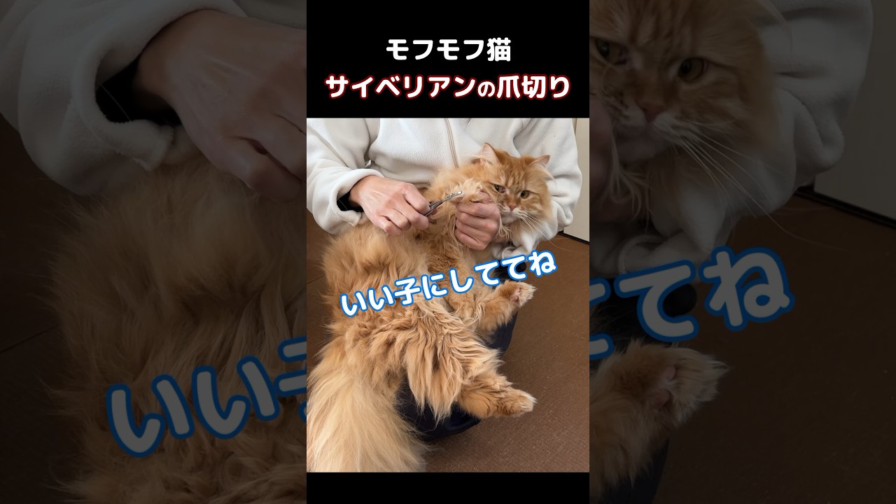 【モフモフ猫】サイベリアンの爪切り　 #ねこのきなこもち #サイベリアン #siberian #猫動画 #猫好きさんと繋がりたい #cat