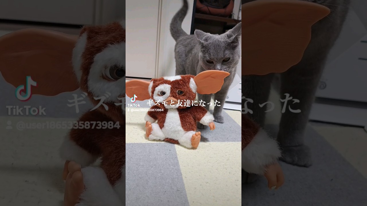 ギズモと友達になった猫(The cat who became friends with Gizmo)